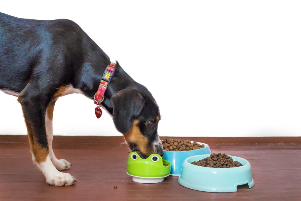 Why Buying Pet Food Online Is a Practical Solution to Modern Living