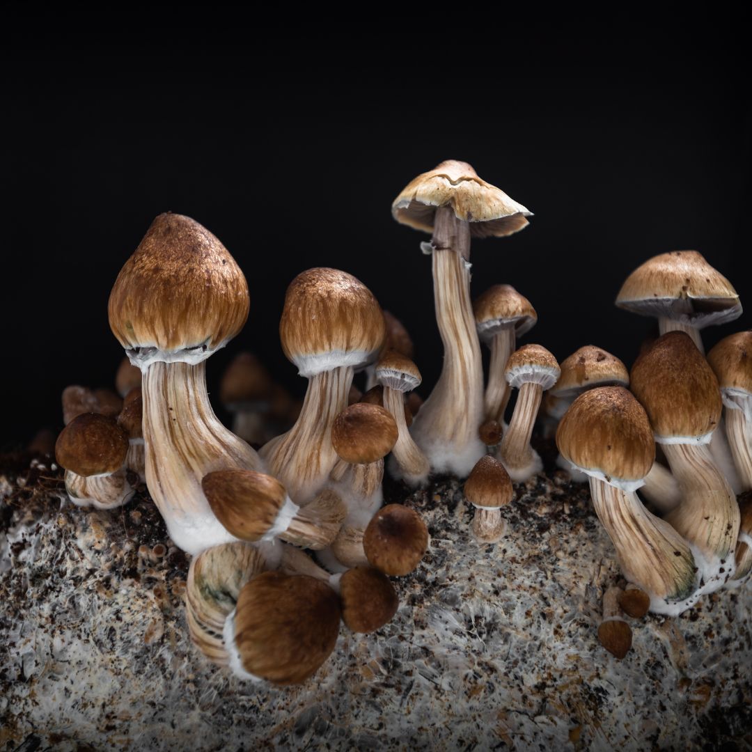 The Amazing Benefits of Magic Mushroom