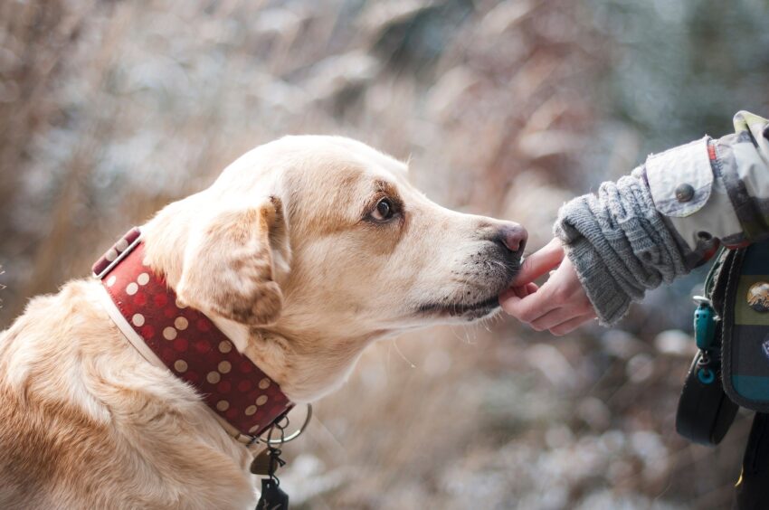 Choose Healthy and Natural Treats for your Dog