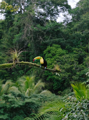 Can You Spot Costa Rica’s Colourful Birds Without Leaving La Fortuna’s Forest Trails?